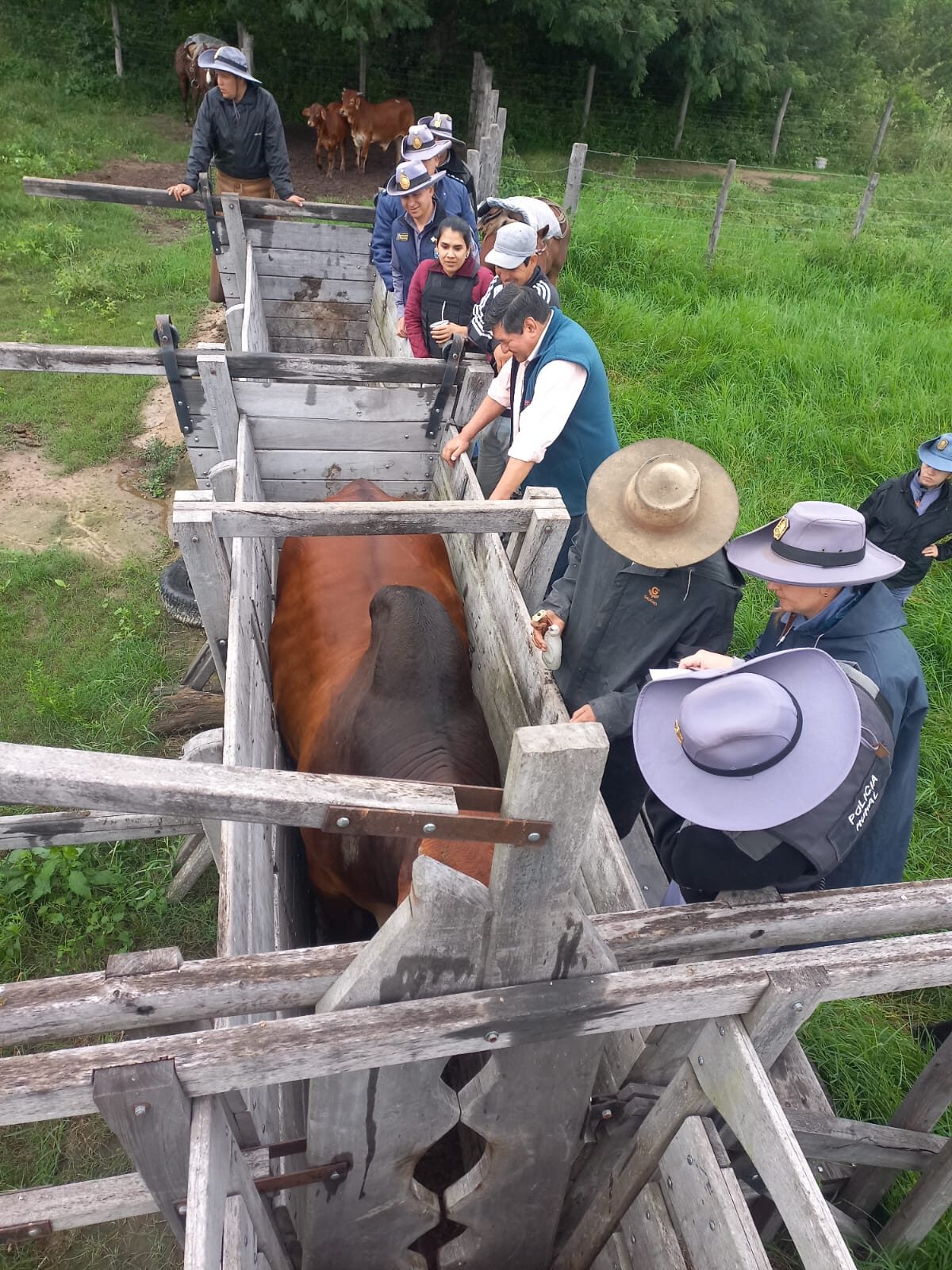 Machagai: megaoperativo rural con 62 animales secuestrados, armas incautadas y un detenido por abigeato
