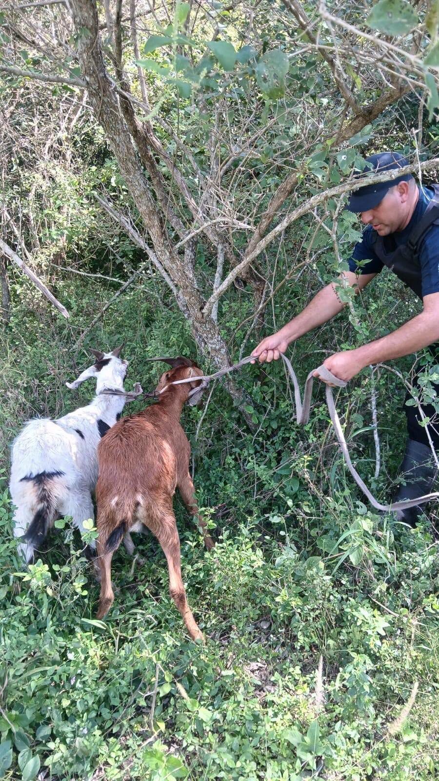 Recuperan dos chivos robados tras rastrillaje policial en zona rural de Ciervo Petiso
