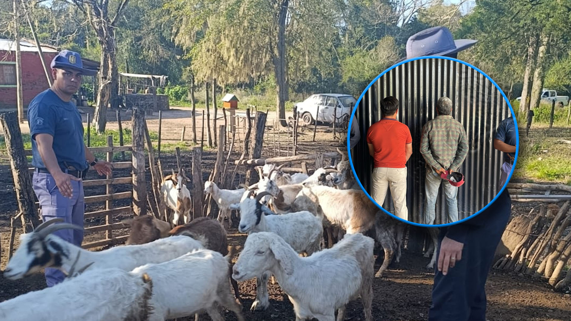 Recuperan 13 caprinos robados en Colonia Elisa y detienen a dos hombres de Capitán Solari
