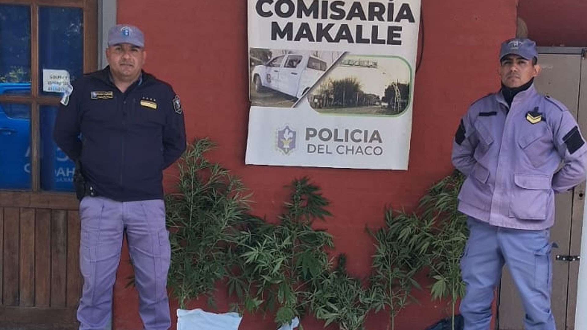 Secuestraron nueve plantas de cannabis tras una denuncia anónima en Makallé