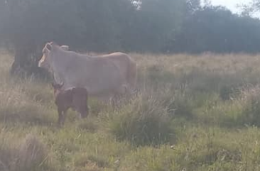 Capitán Solari: recuperaron una vaca de 450 kilos denunciada como robada